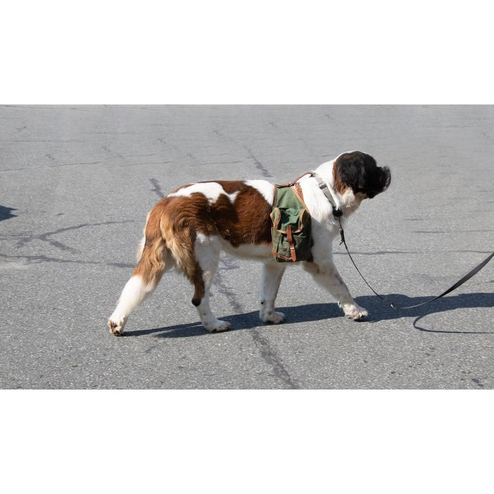 Bolsa de lona verde para perro usada con 2 bolsillos y correas de cuero