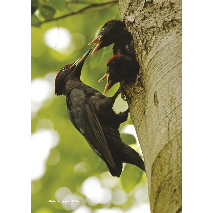 Cubierta del libro 'Tesoro de la naturaleza de České středohoří' — edición 50.º aniversario